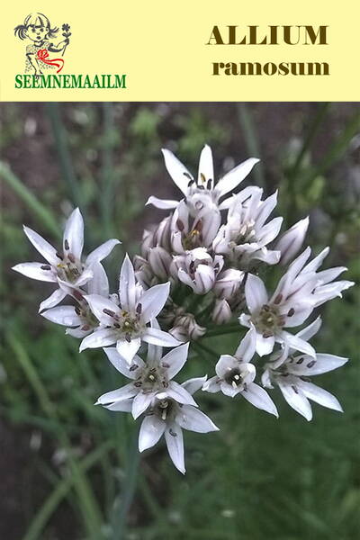 Fragrant Flowered Garlic (Chinense chives)